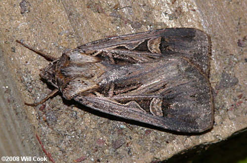 Feltia jaculifera - Dingy Cutworm Moth