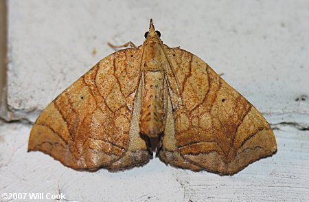 Eulithis gracilineata - Greater Grapevine Looper