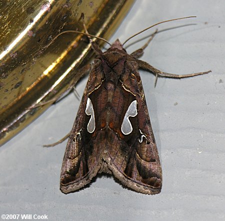 Megalographa biloba - Bilobed Looper