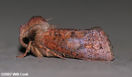 Acrolophus plumifrontella - Eastern Grass-tubeworm Moth