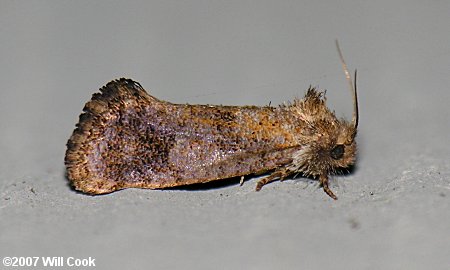 Acrolophus plumifrontella - Eastern Grass-tubeworm Moth