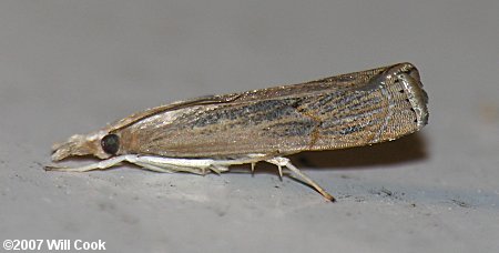 Parapediasia teterrella - Bluegrass Webworm Moth