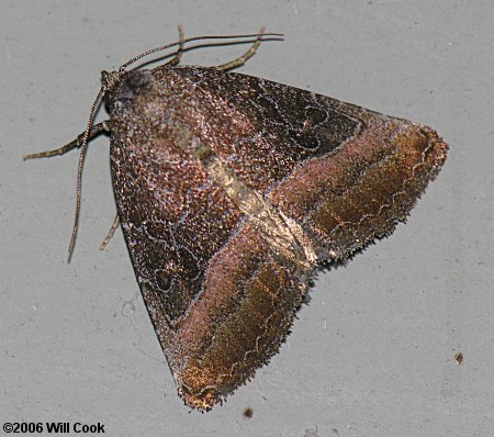 Ogdoconta cinereola - Common Pinkband