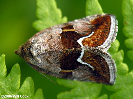 Deltote bellicula - Bog Deltote