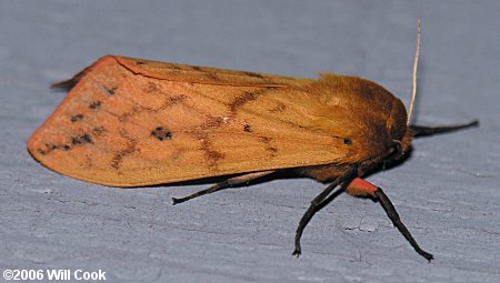 Pyrrharctia isabella - Isabella Tiger Moth