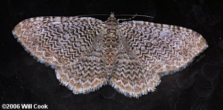 Rheumaptera prunivorata - Cherry Scallop Shell