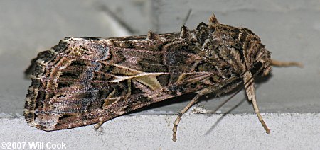 Spodoptera ornithogalli - Yellow-striped Armyworm