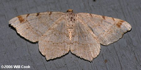 Macaria bisignata - Red-headed Inchworm