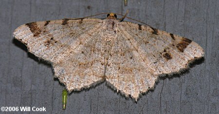 Macaria bisignata - Red-headed Inchworm