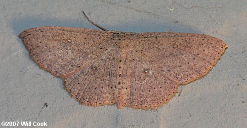 Cyclophora packardi - Packard's Wave