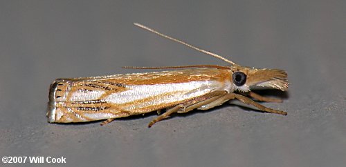 Crambus agitatellus - Double-banded Grass-veneer