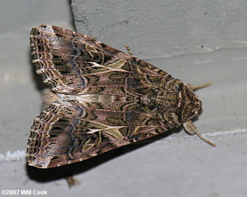 Spodoptera ornithogalli - Yellow-striped Armyworm