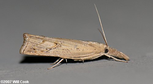 Fissicrambus mutabilis - Changeable Grass-veneer