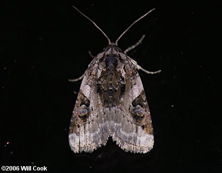 Pseudeustrotia carneola - Pink-barred Pseudeustrotia