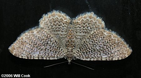 Rheumaptera prunivorata - Cherry Scallop Shell