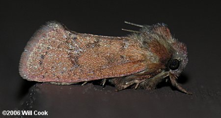 Acrolophus plumifrontella - Eastern Grass-tubeworm Moth