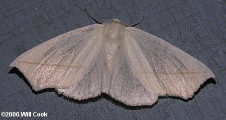 Tetracis cachexiata - White Slant-Line