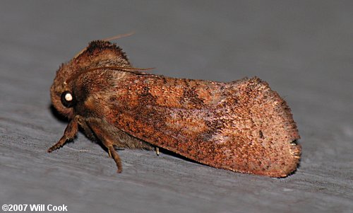 Acrolophus plumifrontella - Eastern Grass-tubeworm Moth