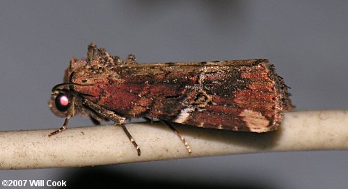 Elaphria versicolor - Variegated Midget