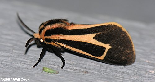 Apantesis vittata - Banded Tiger Moth