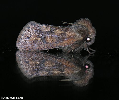 Acrolophus plumifrontella - Eastern Grass-tubeworm Moth