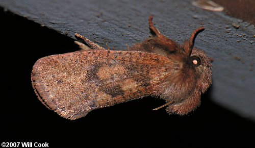 Acrolophus plumifrontella - Eastern Grass-tubeworm Moth