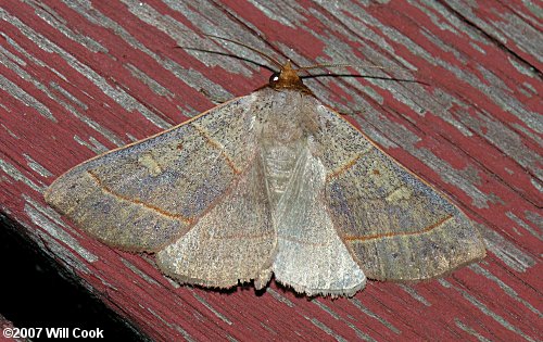 Panopoda rufimargo - Red-lined Panopoda