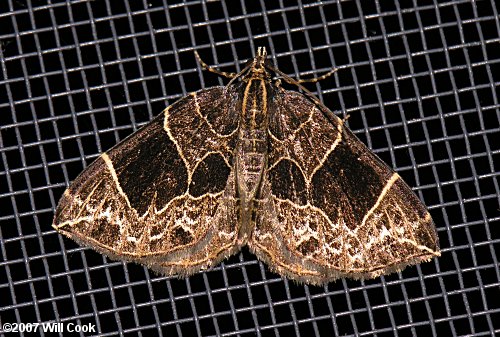 Ecliptopera atricolorata - Dark-banded Geometer