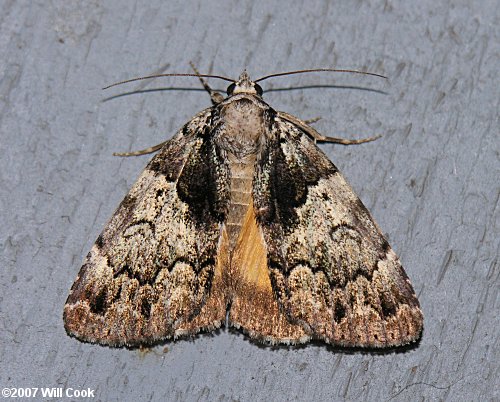 Allotria elonympha - False Underwing