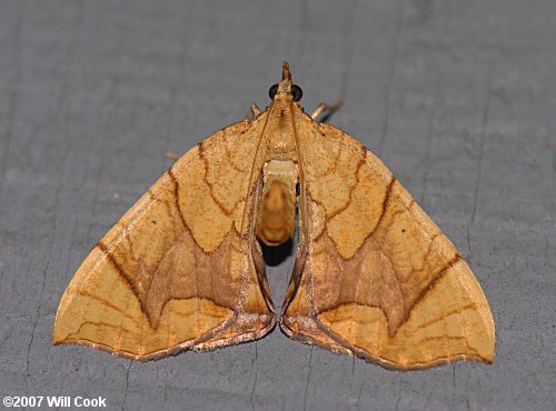 Eulithis diversilineata - Lesser Grapevine Looper