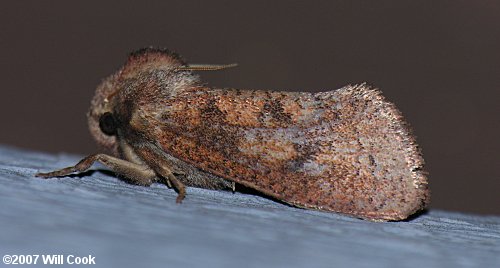 Acrolophus plumifrontella - Eastern Grass-tubeworm Moth