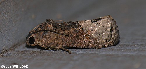 Ecdytolopha insiticiana - Locust Twig Borer Moth