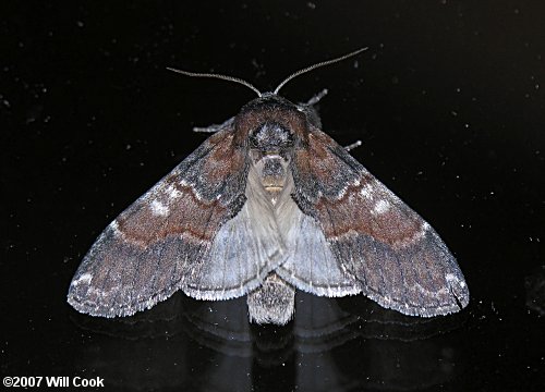 Peridea ferruginea - Chocolate Prominent