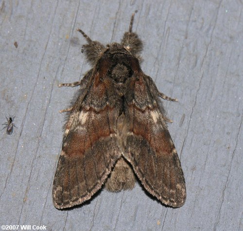 Peridea ferruginea - Chocolate Prominent