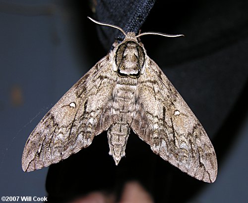 Ceratomia undulosa - Waved Sphinx