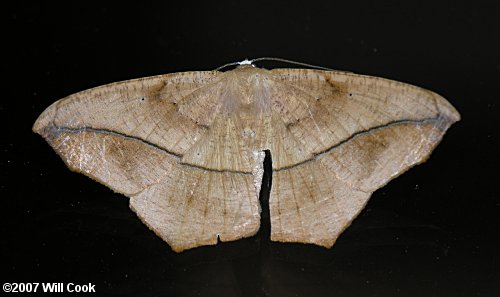 Prochoerodes lineola - Large Maple Spanworm