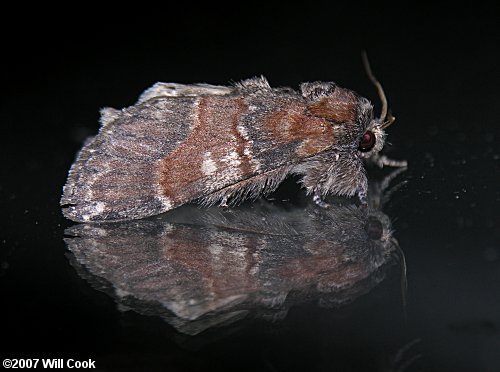 Peridea ferruginea - Chocolate Prominent