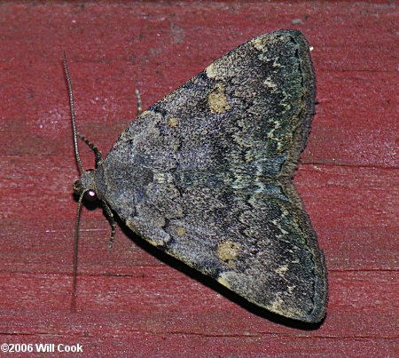 Idia aemula - Common Idia