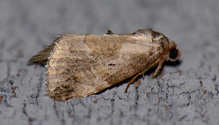 Maliattha synochitis - Black-dotted Maliattha