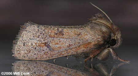 Acrolophus plumifrontella - Eastern Grass-tubeworm Moth