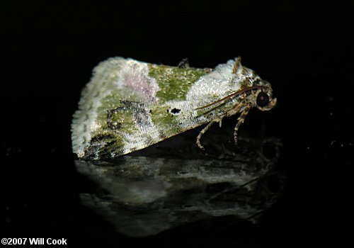 Maliattha synochitis - Black-dotted Maliattha