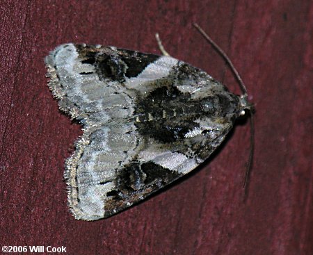 Pseudeustrotia carneola - Pink-barred Pseudeustrotia