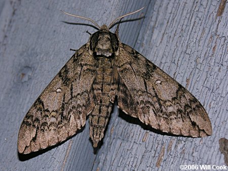 Ceratomia undulosa - Waved Sphinx