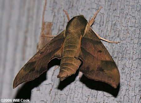 Darapsa myron - Virginia Creeper Sphinx