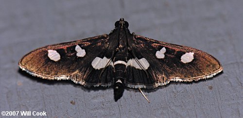 Desmia funeralis - Grape Leaffolder