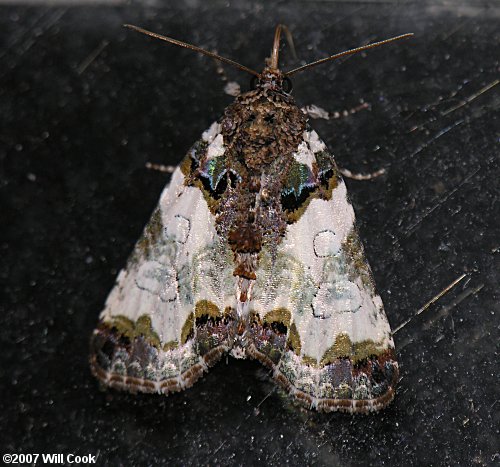 Cerma cerintha - Tufted Bird Dropping Moth