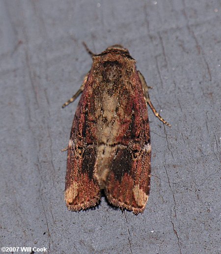 Elaphria versicolor - Variegated Midget