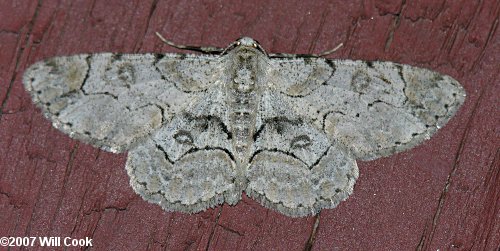 Iridopsis larvaria - Bent-line Gray