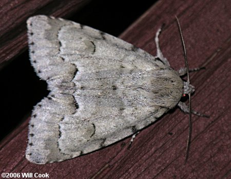 Acronicta innotata - Unmarked Dagger