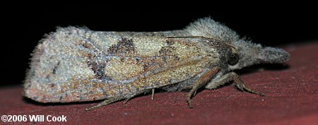 Acrolophus plumifrontella - Eastern Grass-tubeworm Moth